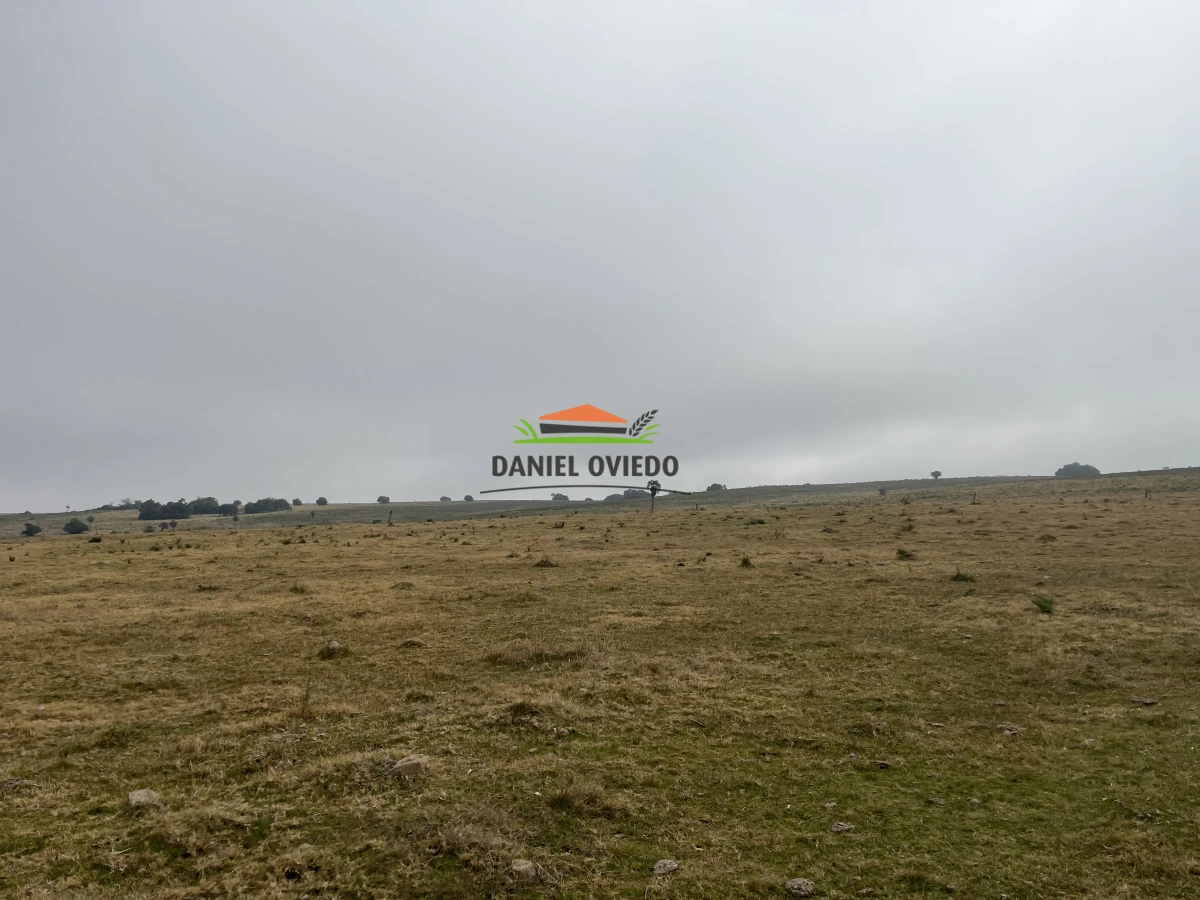 Campo Ref.245/1.350-has-ganaderas-en-arrendamiento-Noreste-de-Cerro-Largo. - 1.350 has ganaderas en arrendamiento Noreste de Cerro Largo.