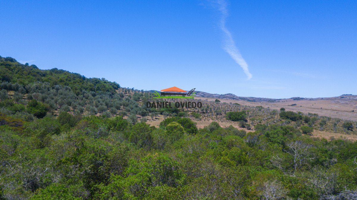 Campo Ref.327/Campo-con-Olivos-de-320-has-en-venta-en-Maldonado. - Campo con Olivos de 320 has en venta en Maldonado.