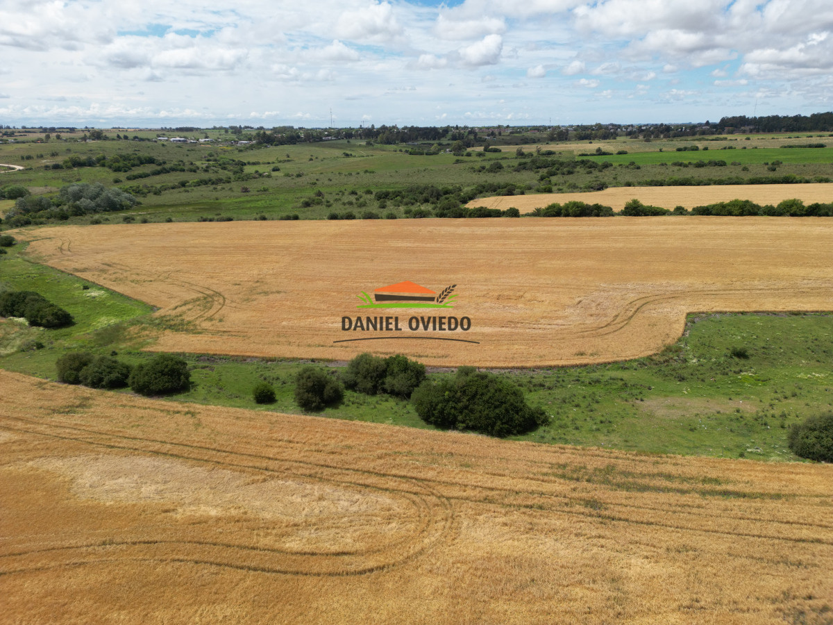 Campo Ref.144 - Campo agrícola - ganadero de 36 hás en venta, Ecilda Paullier