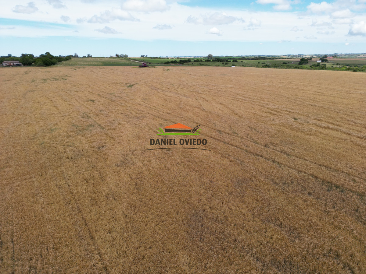 Campo Ref.144 - Campo agrícola - ganadero de 36 hás en venta, Ecilda Paullier