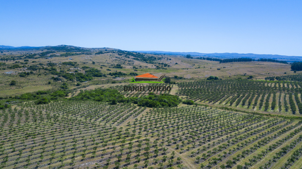 Campo Ref.369/Campo-con-Olivos-de-153-has-en-venta-en-Maldonado. - Campo con Olivos de 153 has en venta en Maldonado.
