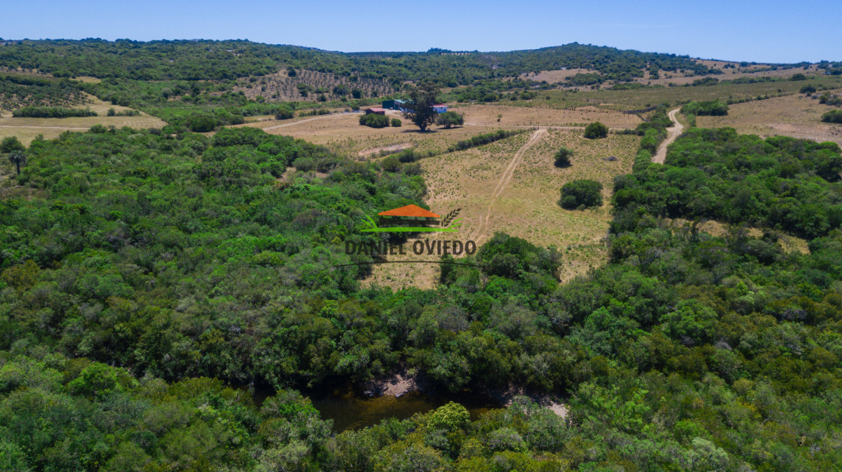 Campo Ref.327/Campo-con-Olivos-de-320-has-en-venta-en-Maldonado. - Campo con Olivos de 320 has en venta en Maldonado.