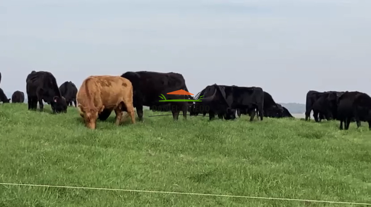 Campo Ref.354/Establecimiento-completo-campo-criador,-ganadero-en-venta-de-302-has. - Establecimiento completo campo criador, ganadero en venta de 302 has.