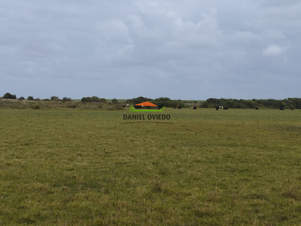 Campo Ref.306/Buen-campo-ganadero-en-venta-La-Coronilla,-Rocha. - Buen campo ganadero en venta La Coronilla, Rocha.