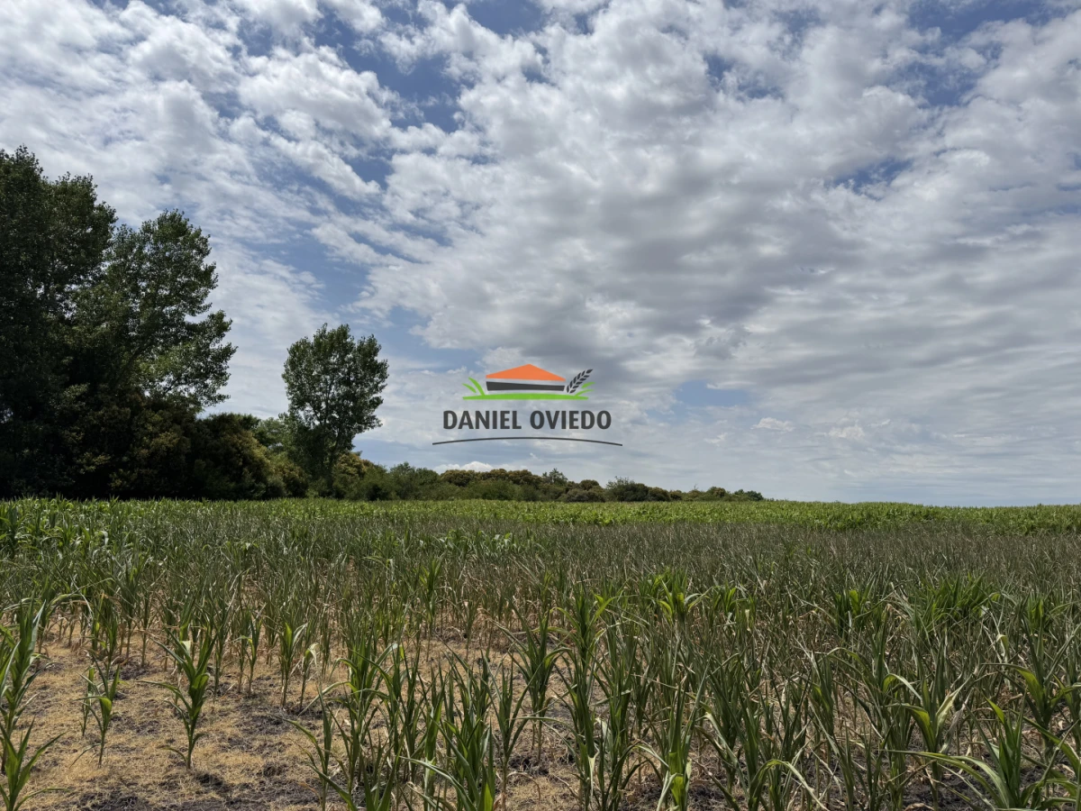 Campo Ref.336/Campo-agr - Campo agrícola de 18,9 hás con renta anual - Nueva Helvecia