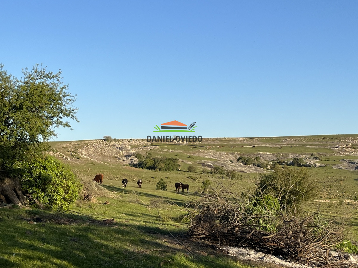 Campo Ref.52 - 374 hás ganaderas forestales en venta con mejoras y costa de arroyo.