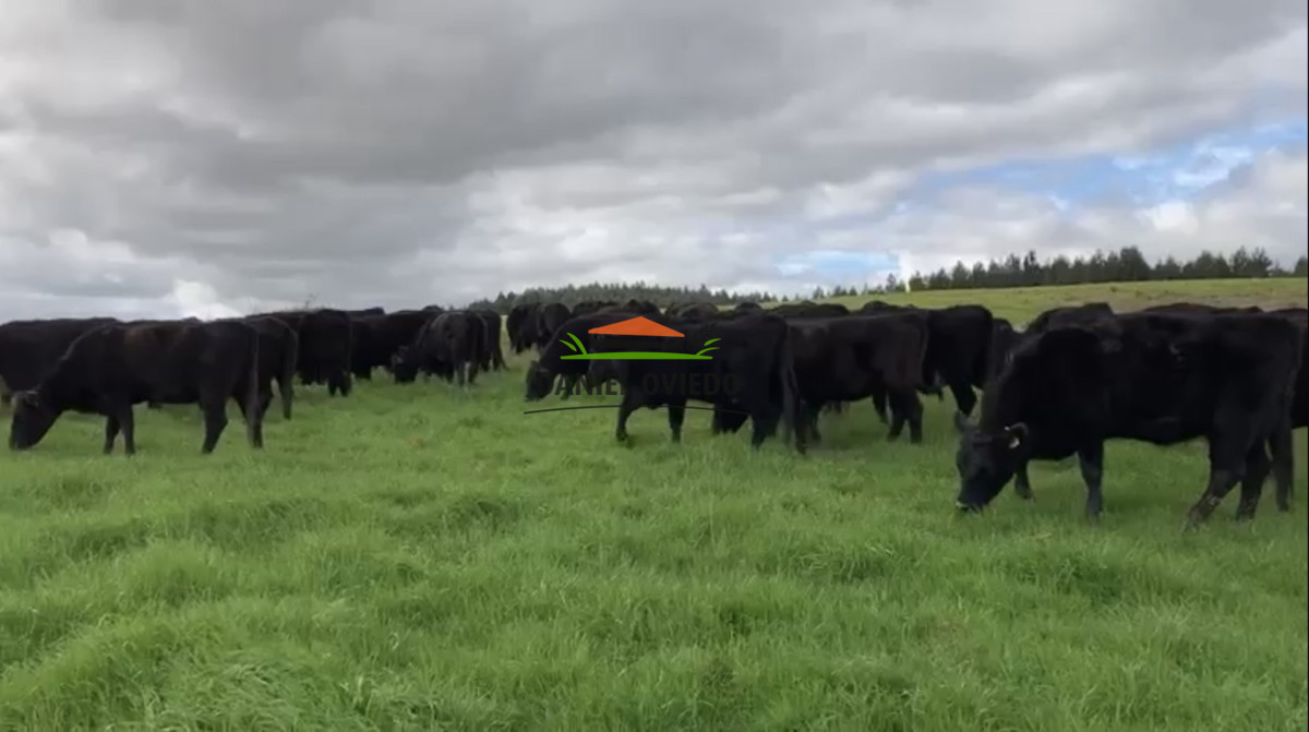 Campo Ref.354/Establecimiento-completo-campo-criador,-ganadero-en-venta-de-302-has. - Establecimiento completo campo criador, ganadero en venta de 302 has.