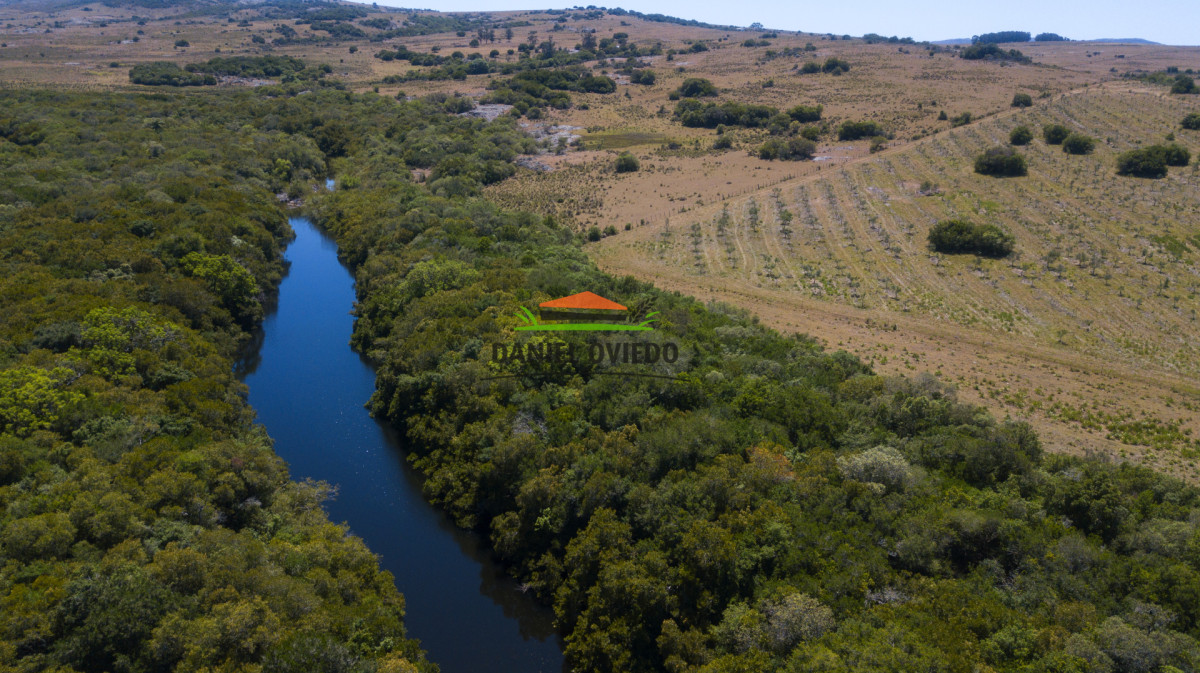 Campo Ref.330/Campo-con-Olivos-de-166-has-en-venta-en-Maldonado. - Campo con Olivos de 166 has en venta en Maldonado.