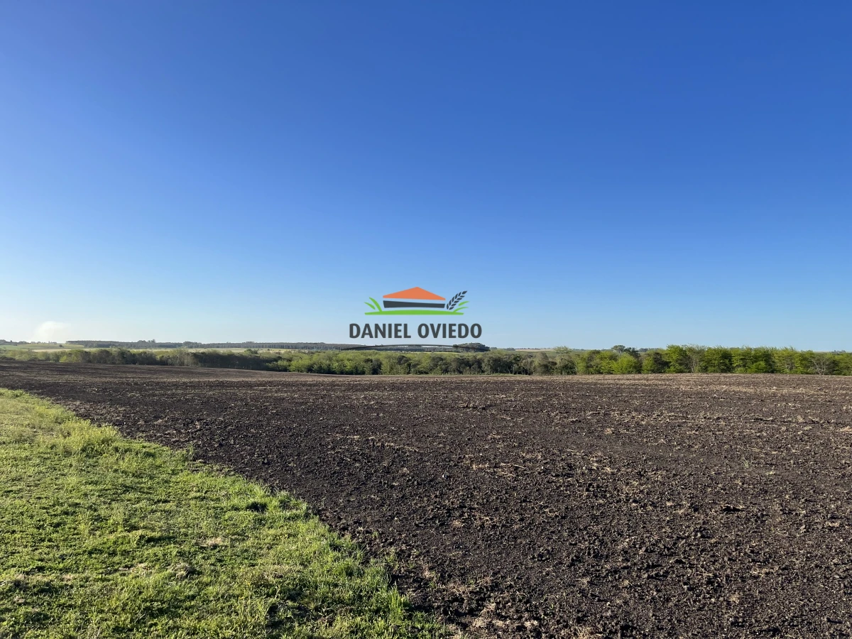 Campo Ref.17 - Campo agrícola - ganadero de 143 hás en venta, Conchillas.