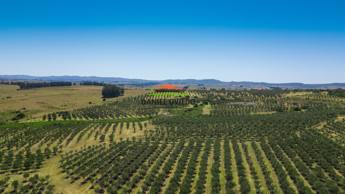 Campo Ref.369/Campo-con-Olivos-de-153-has-en-venta-en-Maldonado. - Campo con Olivos de 153 has en venta en Maldonado.