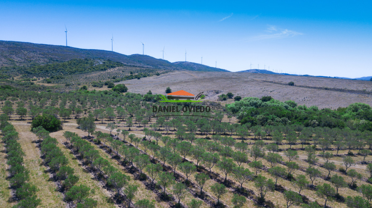 Campo Ref.327/Campo-con-Olivos-de-320-has-en-venta-en-Maldonado. - Campo con Olivos de 320 has en venta en Maldonado.
