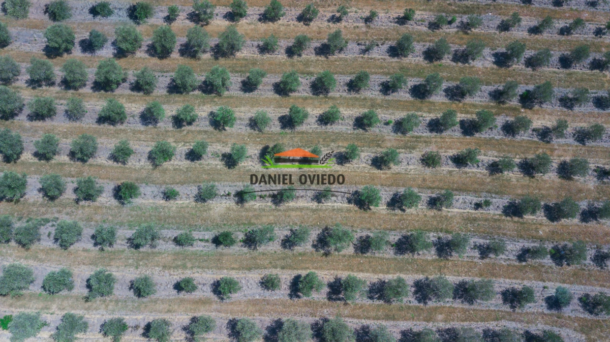 Campo Ref.330/Campo-con-Olivos-de-166-has-en-venta-en-Maldonado. - Campo con Olivos de 166 has en venta en Maldonado.