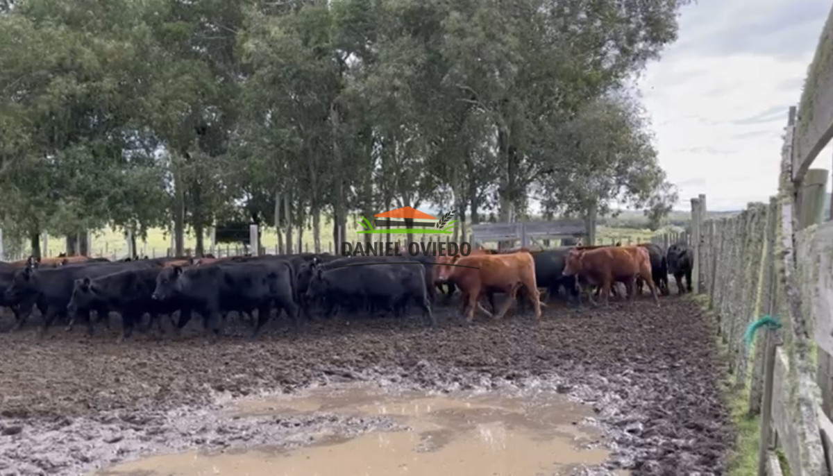 Campo Ref.354/Establecimiento-completo-campo-criador,-ganadero-en-venta-de-302-has. - Establecimiento completo campo criador, ganadero en venta de 302 has.