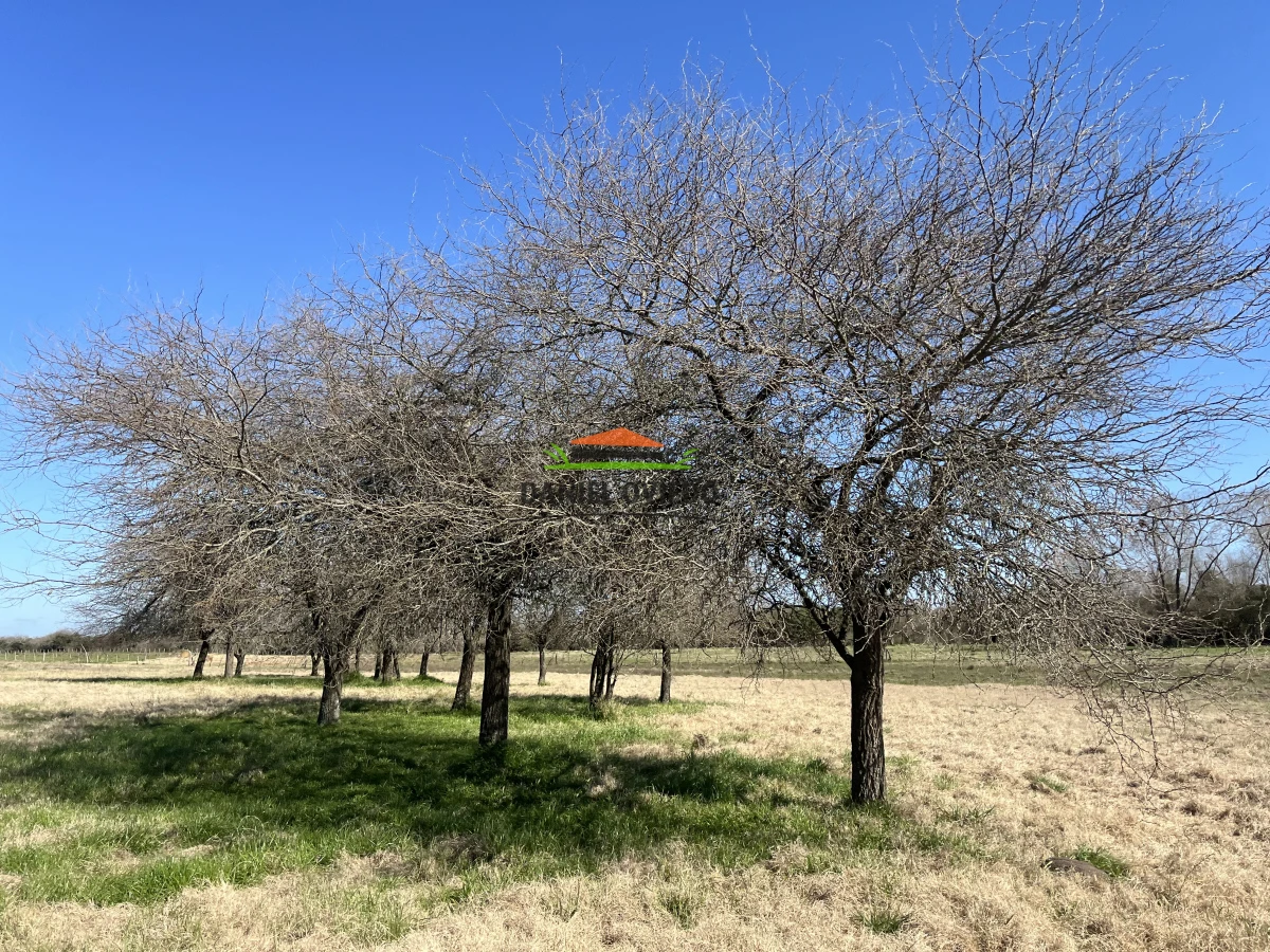 Campo Ref.243/Campo-agrícola-ganadero-en-venta-con-costa-de-arroyo. - Campo agrícola ganadero en venta con costa de arroyo.