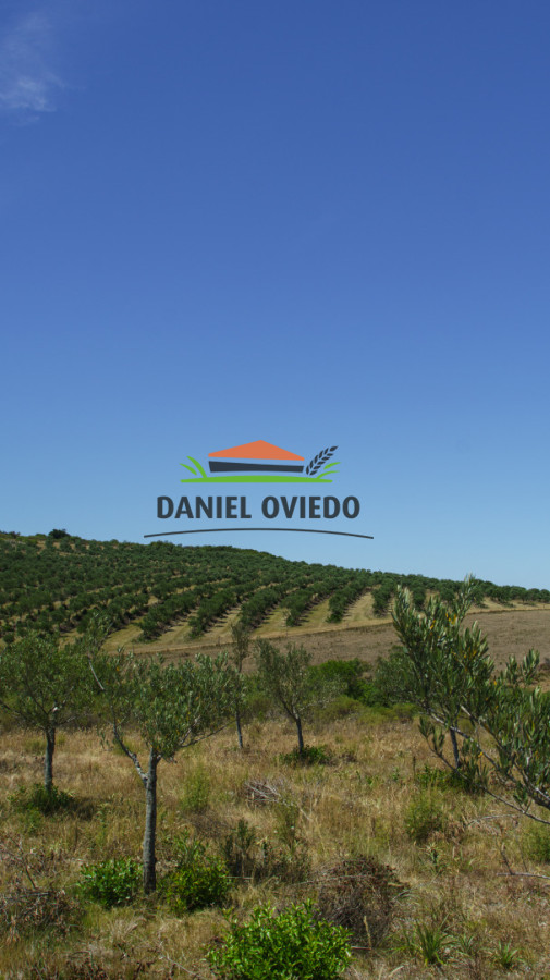 Campo Ref.327/Campo-con-Olivos-de-320-has-en-venta-en-Maldonado. - Campo con Olivos de 320 has en venta en Maldonado.