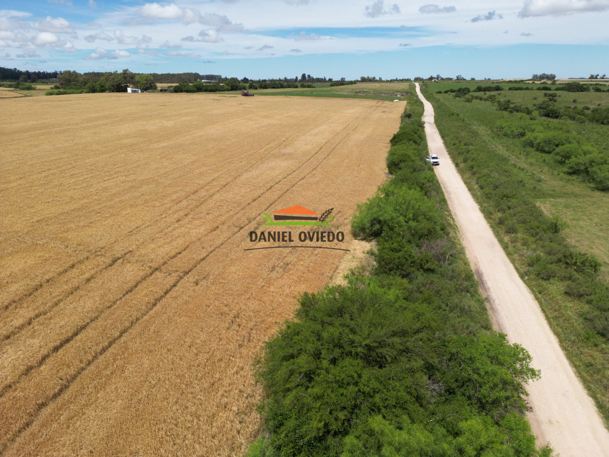 Campo Ref.144 - Campo agrícola - ganadero de 36 hás en venta, Ecilda Paullier