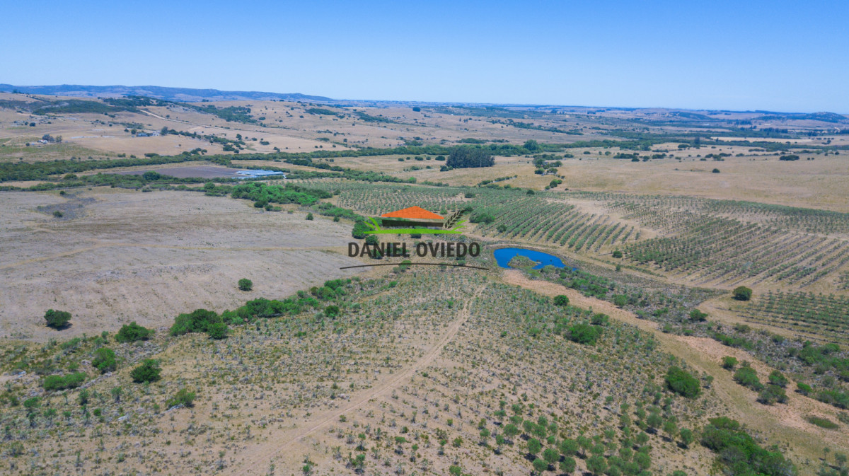 Campo Ref.369/Campo-con-Olivos-de-153-has-en-venta-en-Maldonado. - Campo con Olivos de 153 has en venta en Maldonado.
