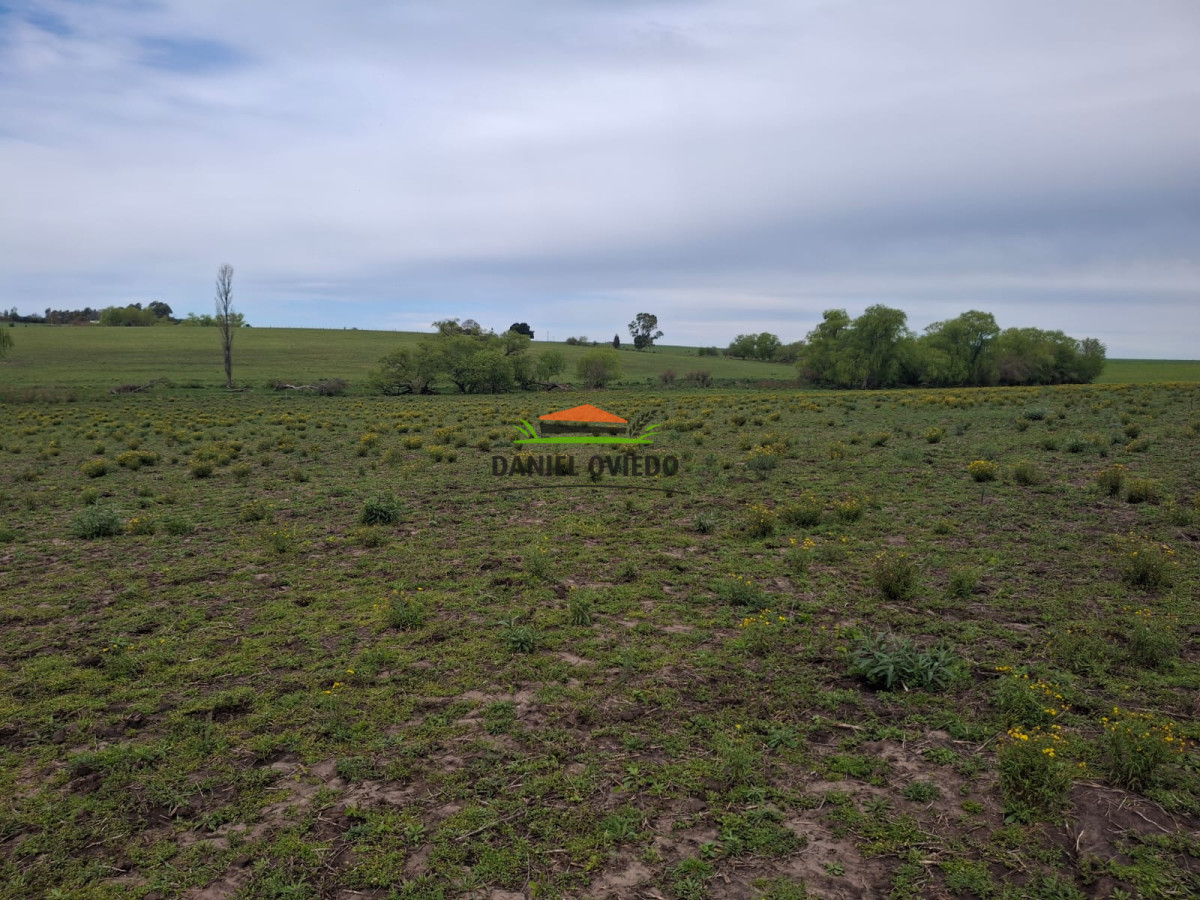 Campo Ref.273/Muy-buen-campo-en-venta-en-Las-Flores-con-renta-asegurada. - Muy buen campo en venta en Las Flores con renta asegurada.