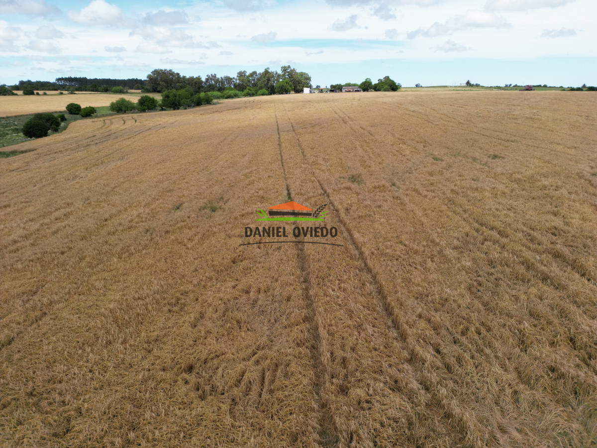 Campo Ref.144 - Campo agrícola - ganadero de 36 hás en venta, Ecilda Paullier