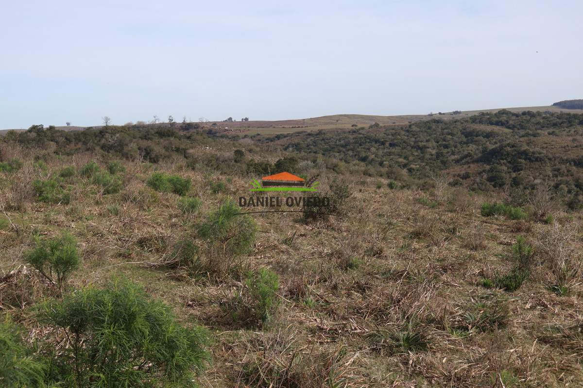 Campo Ref.211 - Estancia La Querida, Cerro Largo, 1.675 has en venta.