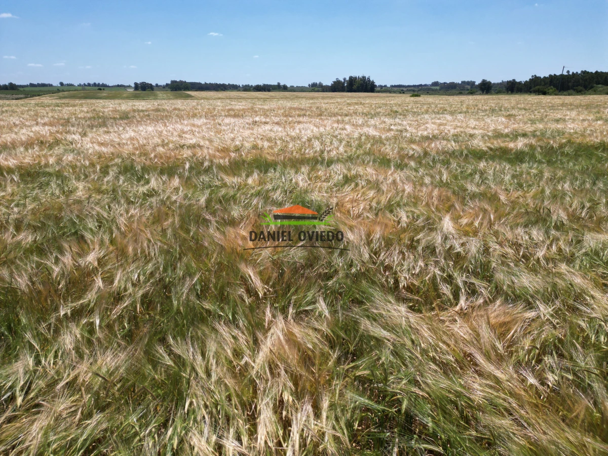 Campo Ref.143/Oportunidad-de-inversi - Oportunidad de inversión, campo agrícola en venta en Canelones.