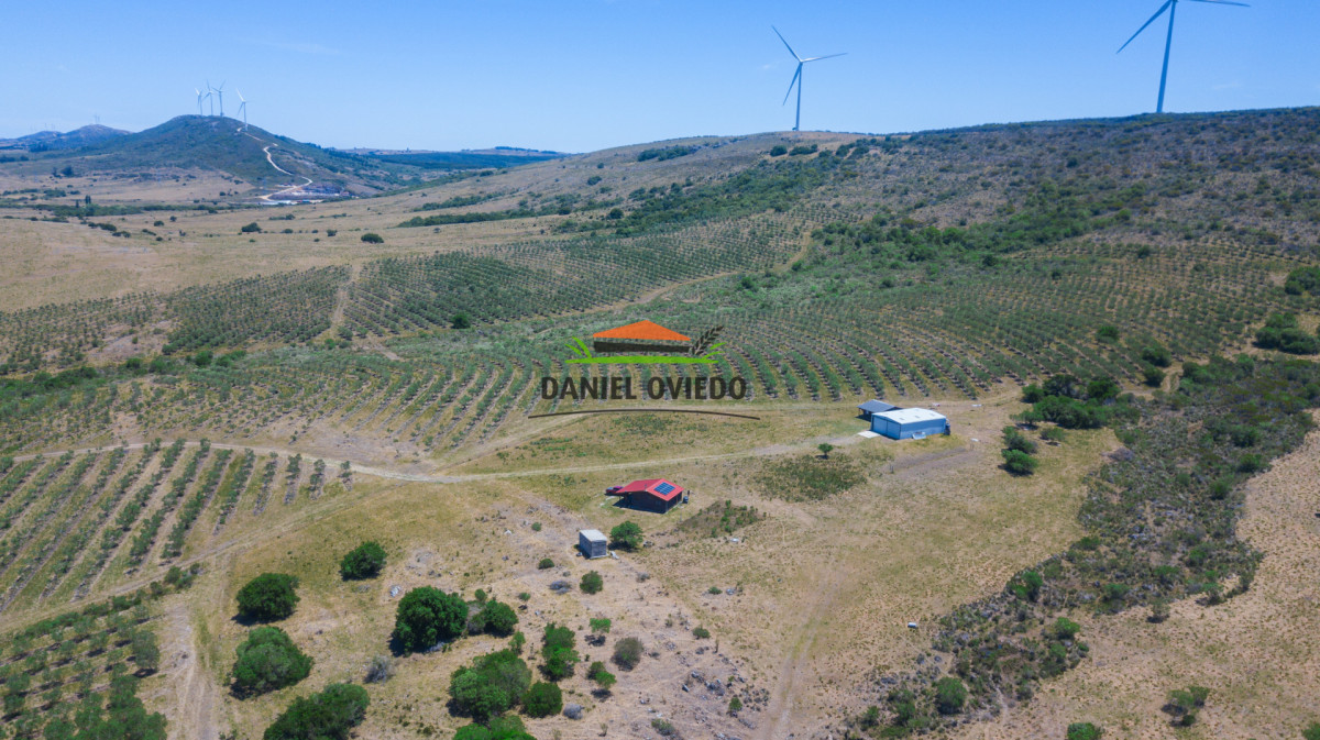 Campo Ref.369/Campo-con-Olivos-de-153-has-en-venta-en-Maldonado. - Campo con Olivos de 153 has en venta en Maldonado.
