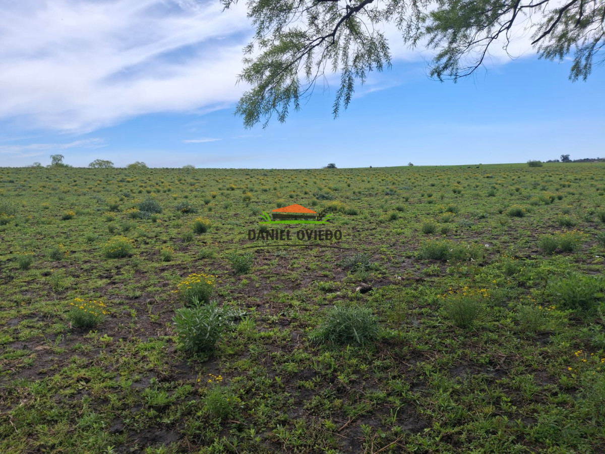 Campo Ref.273/Muy-buen-campo-en-venta-en-Las-Flores-con-renta-asegurada. - Muy buen campo en venta en Las Flores con renta asegurada.