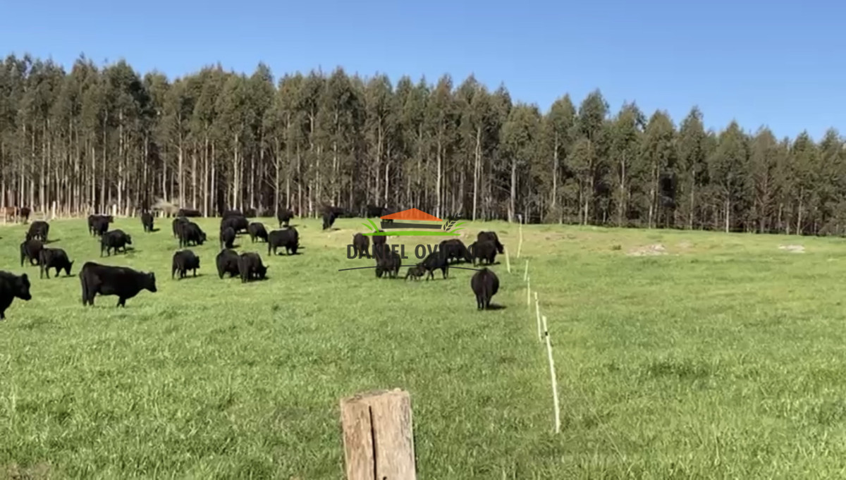 Campo Ref.354/Establecimiento-completo-campo-criador,-ganadero-en-venta-de-302-has. - Establecimiento completo campo criador, ganadero en venta de 302 has.