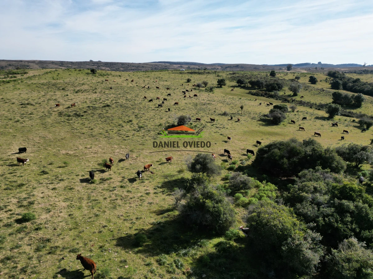 Campo Ref.210/Estancia-ganadera-completa-en-venta-de-2.956-has-en-Cerro-Largo. - Estancia ganadera completa en venta de 2.956 has en Cerro Largo.