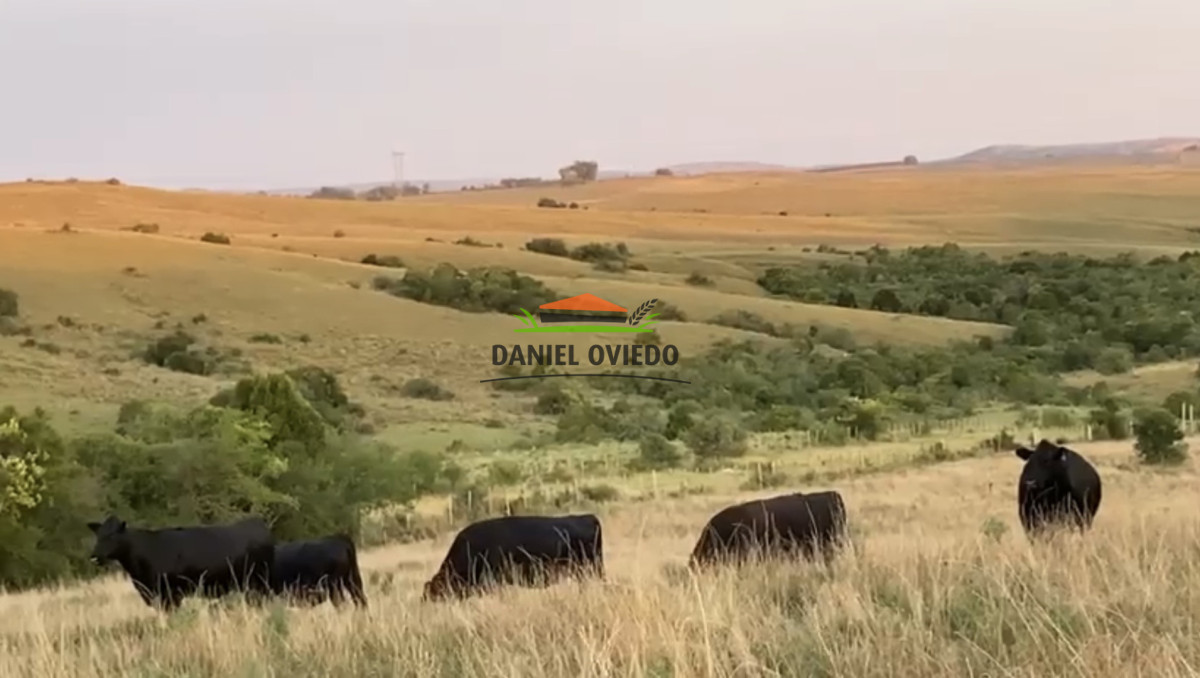 Campo Ref.354/Establecimiento-completo-campo-criador,-ganadero-en-venta-de-302-has. - Establecimiento completo campo criador, ganadero en venta de 302 has.