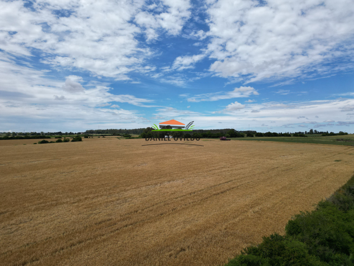 Campo Ref.144 - Campo agrícola - ganadero de 36 hás en venta, Ecilda Paullier