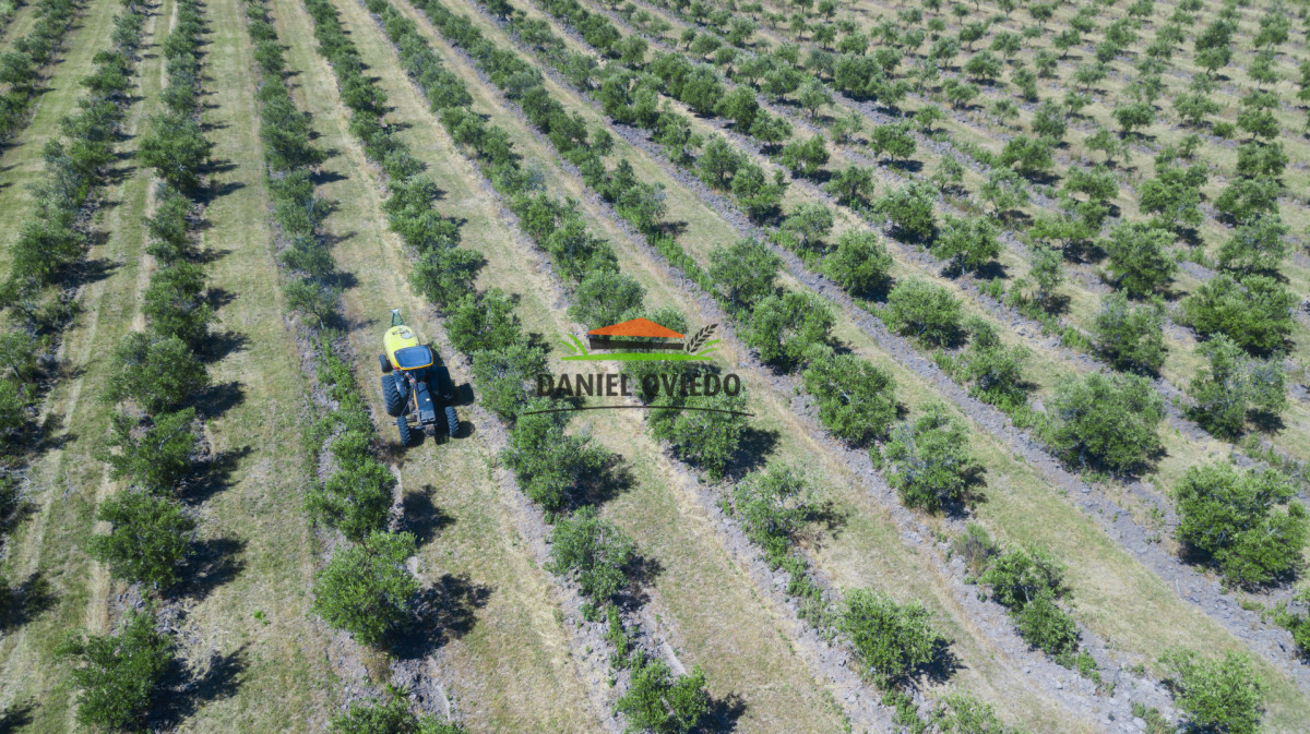 Campo Ref.369/Campo-con-Olivos-de-153-has-en-venta-en-Maldonado. - Campo con Olivos de 153 has en venta en Maldonado.