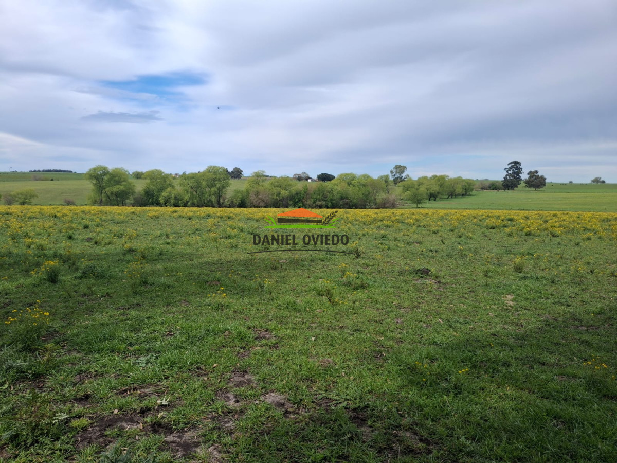 Campo Ref.273/Muy-buen-campo-en-venta-en-Las-Flores-con-renta-asegurada. - Muy buen campo en venta en Las Flores con renta asegurada.