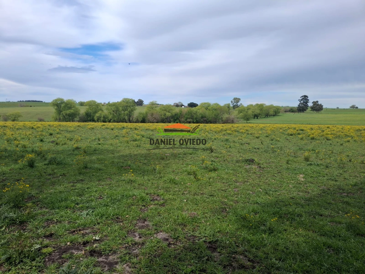 Campo Ref.273/Muy-buen-campo-en-venta-en-Las-Flores-con-renta-asegurada. - Muy buen campo en venta en Las Flores con renta asegurada.