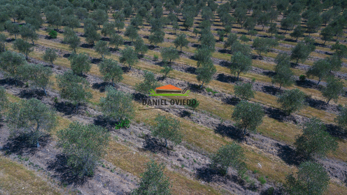 Campo Ref.330/Campo-con-Olivos-de-166-has-en-venta-en-Maldonado. - Campo con Olivos de 166 has en venta en Maldonado.