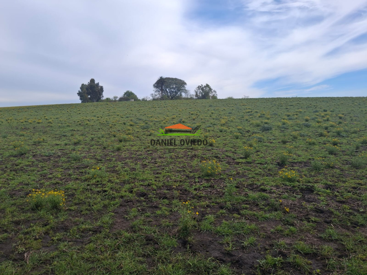 Campo Ref.273/Muy-buen-campo-en-venta-en-Las-Flores-con-renta-asegurada. - Muy buen campo en venta en Las Flores con renta asegurada.