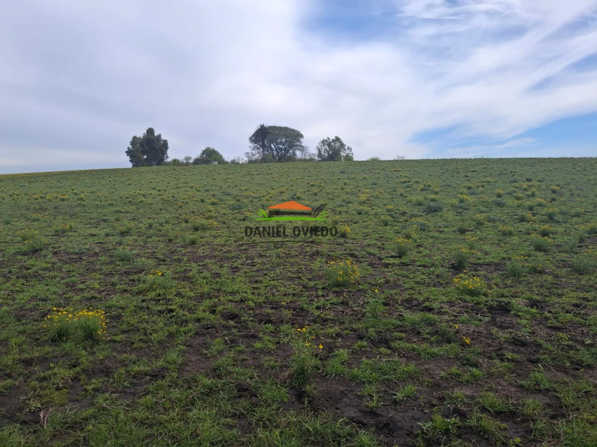 Campo Ref.273/Muy-buen-campo-en-venta-en-Las-Flores-con-renta-asegurada. - Muy buen campo en venta en Las Flores con renta asegurada.