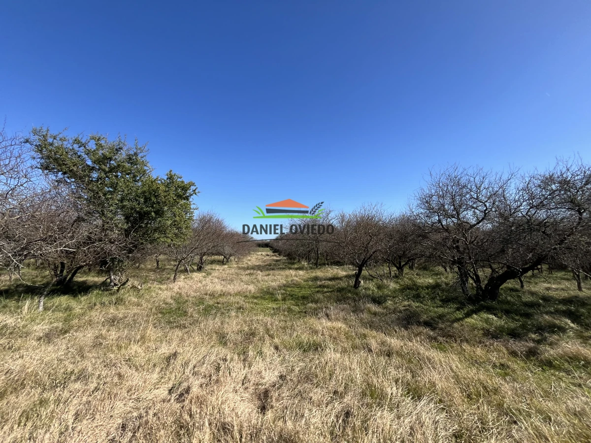 Campo Ref.243/Campo-agrícola-ganadero-en-venta-con-costa-de-arroyo. - Campo agrícola ganadero en venta con costa de arroyo.