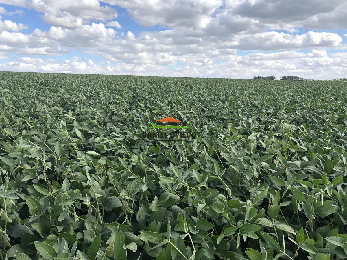 Campo Ref.38/Campo-con-suelos-premium-en-venta-en-el-coraz - Campo con suelos premium en venta en el corazón de San Pedro.