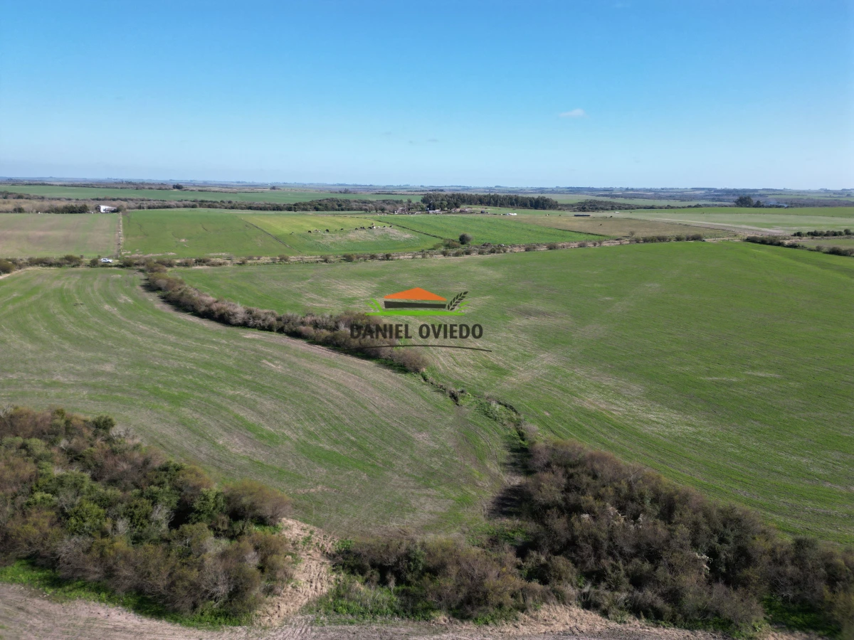 Campo Ref.244/Excelente-campo-agr - Excelente campo agrícola en venta en Víboras, Carmelo.