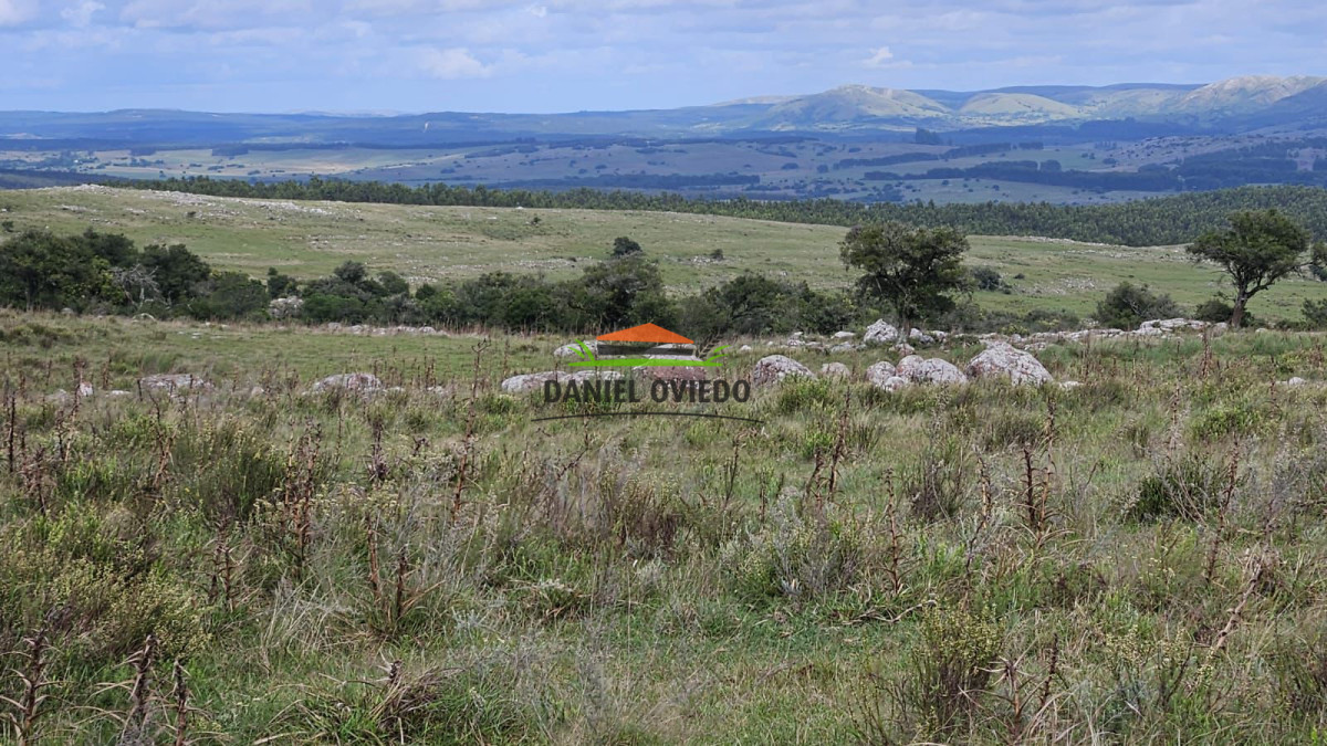 Campo Ref.362/650-has-campo-criador-en-venta-en-Lavalleja. - 650 has campo criador en venta en Lavalleja.