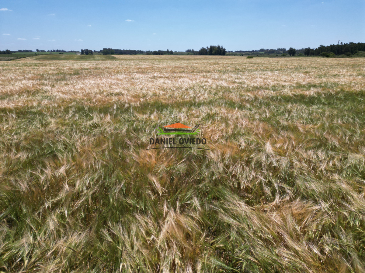 Campo Ref.417/Oportunidad-de-inversi - Oportunidad de inversión, campo agrícola-ganadero en venta en Soriano.