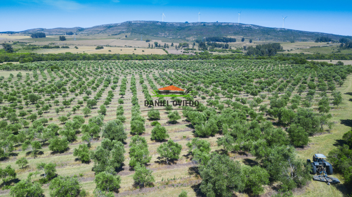 Campo Ref.327/Campo-con-Olivos-de-320-has-en-venta-en-Maldonado. - Campo con Olivos de 320 has en venta en Maldonado.