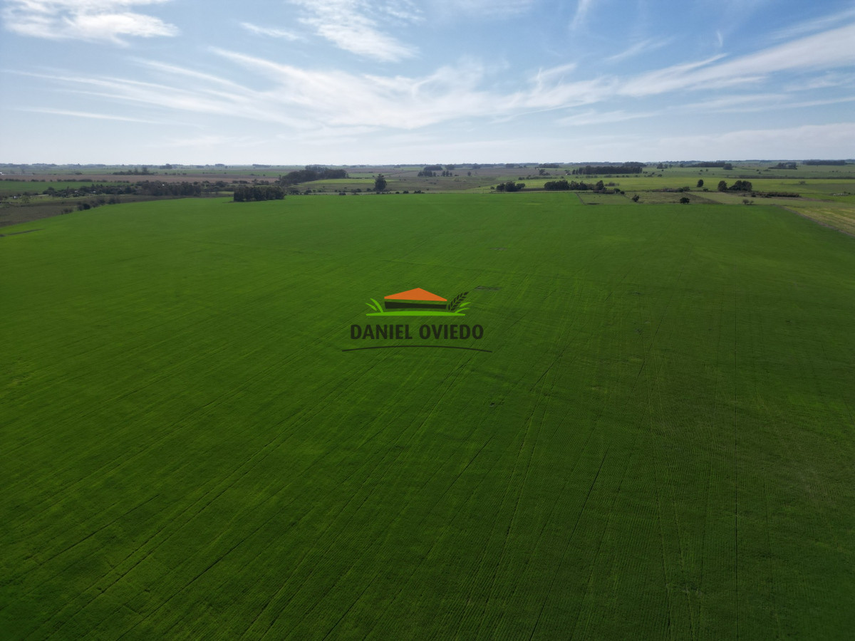 Campo Ref.33 - Campo 95 %  agrícola en Soriano en venta.