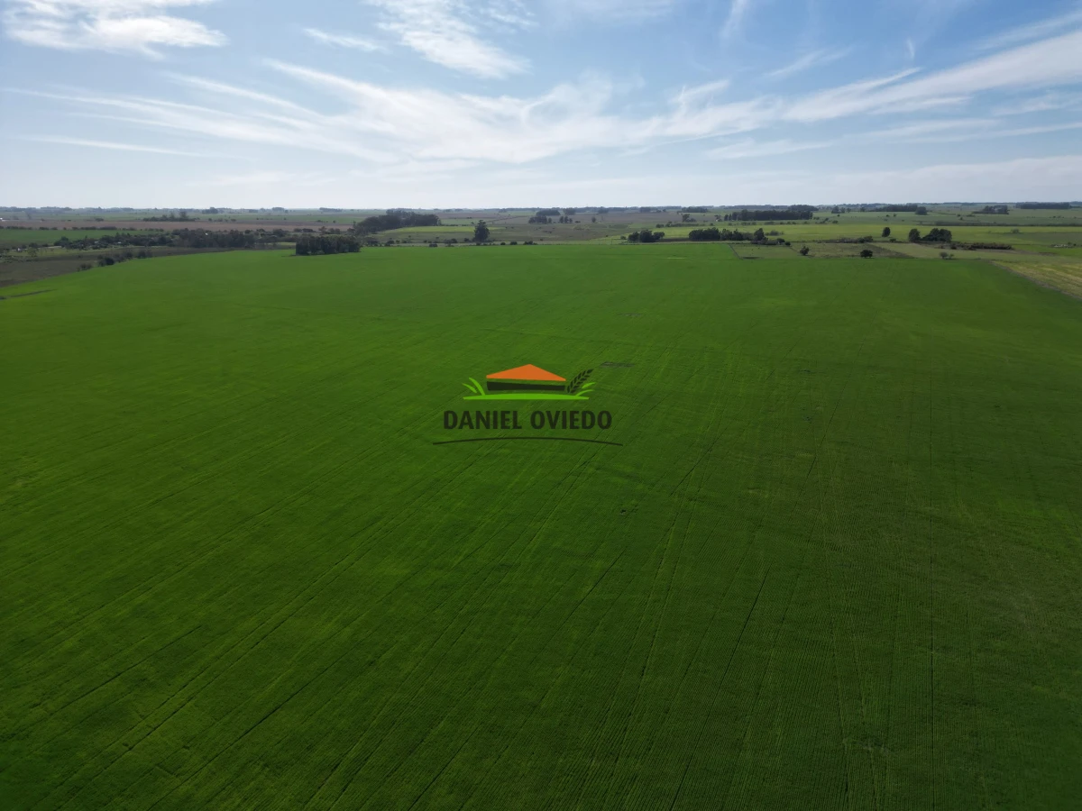 Campo Ref.33 - Campo 95 %  agrícola en Soriano en venta.
