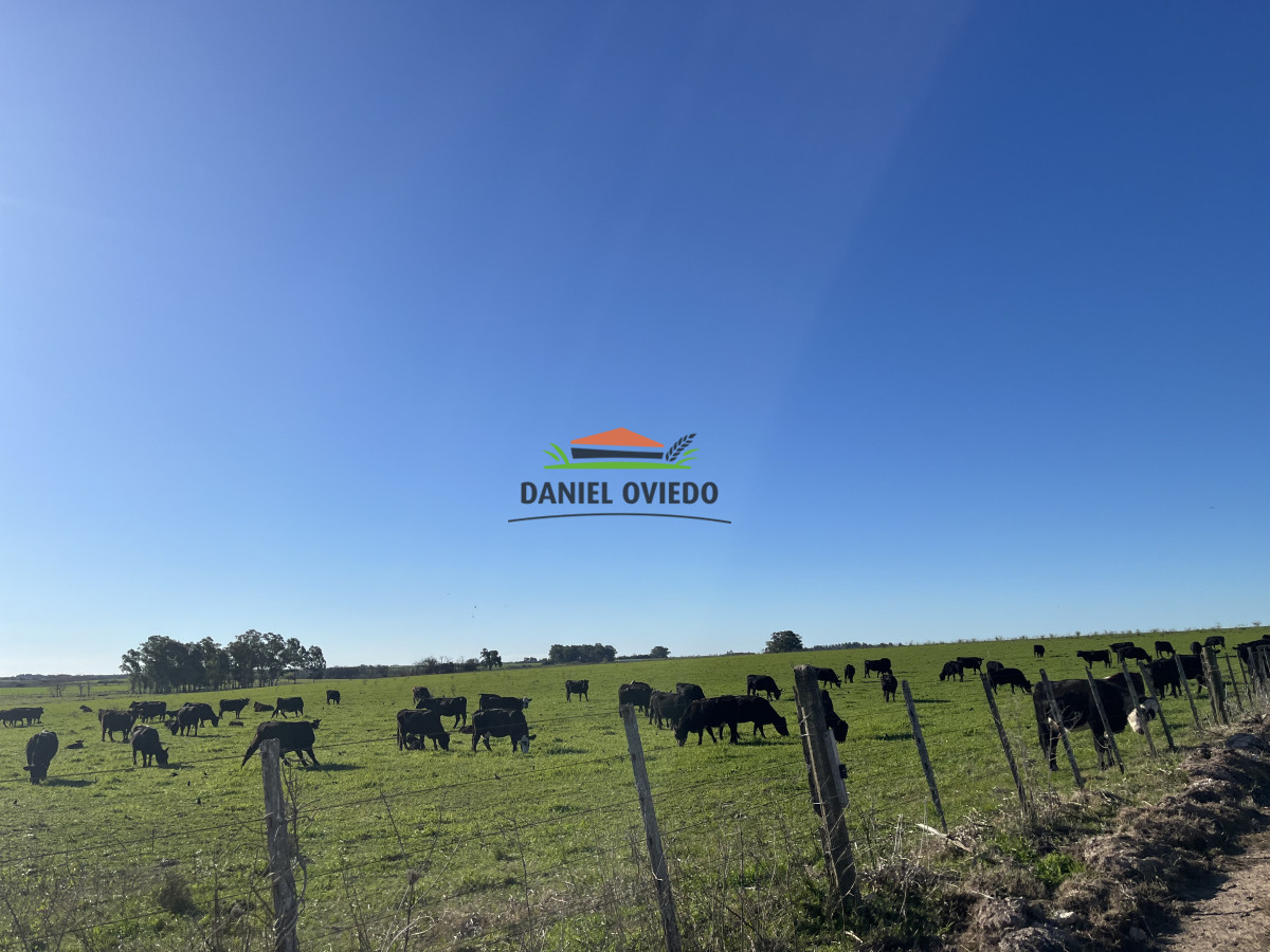 Campo Ref.247/Establecimiento-completo-en-venta-de-240-hás-en-venta-en-Cerro-Largo. - Establecimiento completo en venta de 240 hás en venta en Cerro Largo.