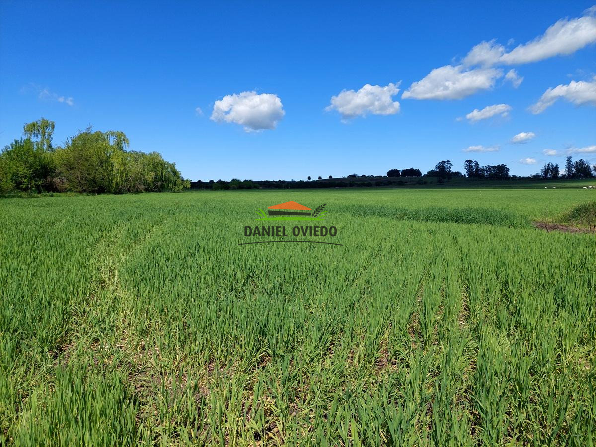 Campo Ref.336/Campo-agr - Campo agrícola de 18,9 hás con renta anual - Nueva Helvecia