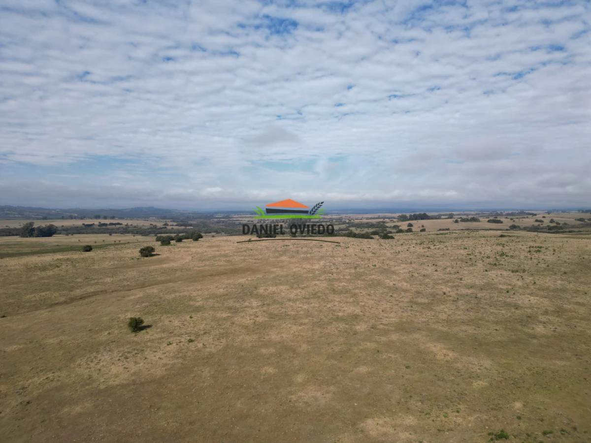 Campo Ref.245/1.350-has-ganaderas-en-arrendamiento-Noreste-de-Cerro-Largo. - 1.350 has ganaderas en arrendamiento Noreste de Cerro Largo.