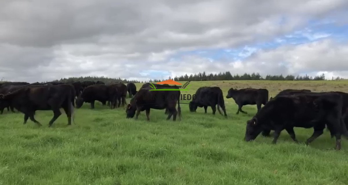 Campo Ref.354/Establecimiento-completo-campo-criador,-ganadero-en-venta-de-302-has. - Establecimiento completo campo criador, ganadero en venta de 302 has.