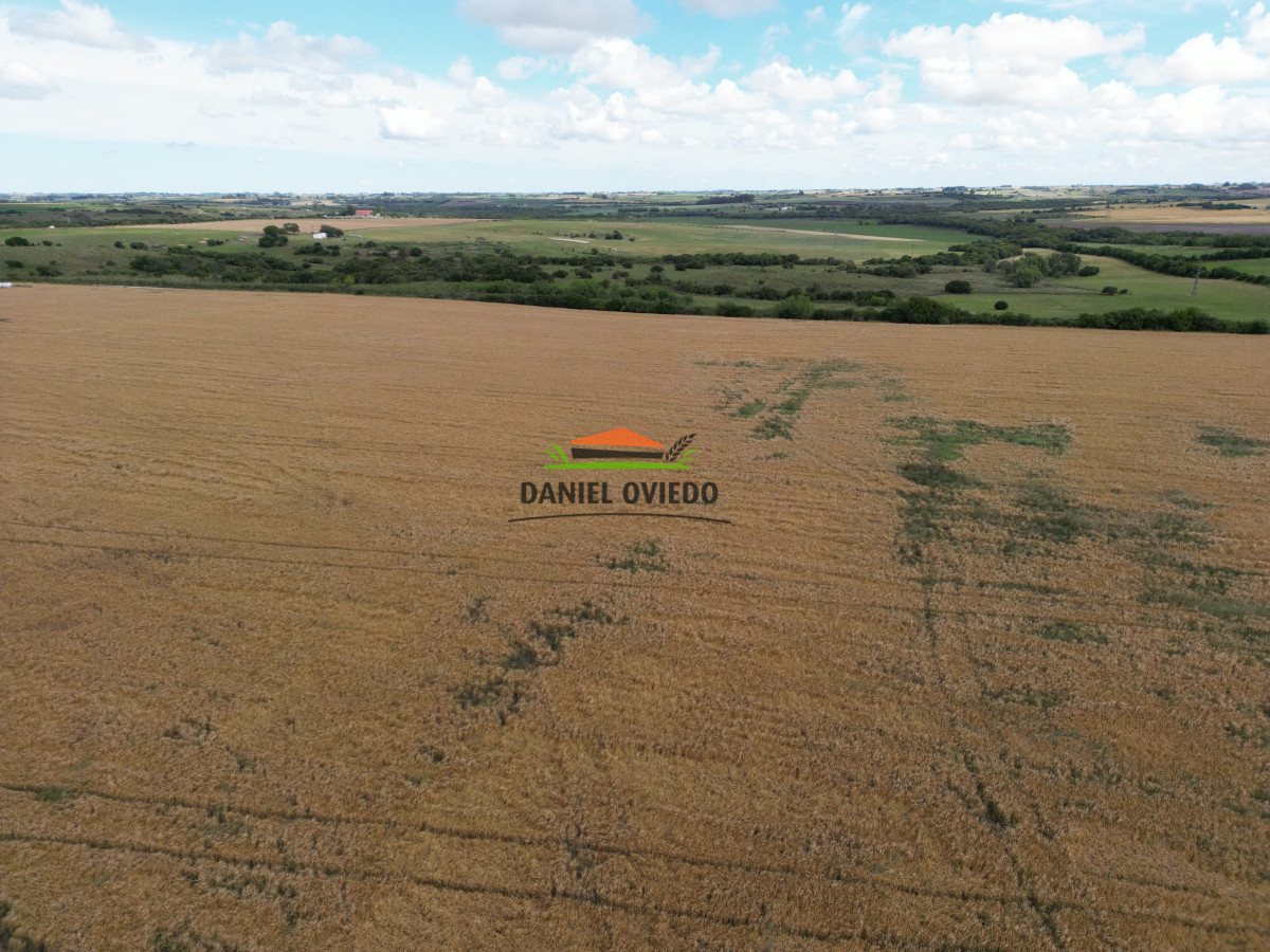 Campo Ref.144 - Campo agrícola - ganadero de 36 hás en venta, Ecilda Paullier